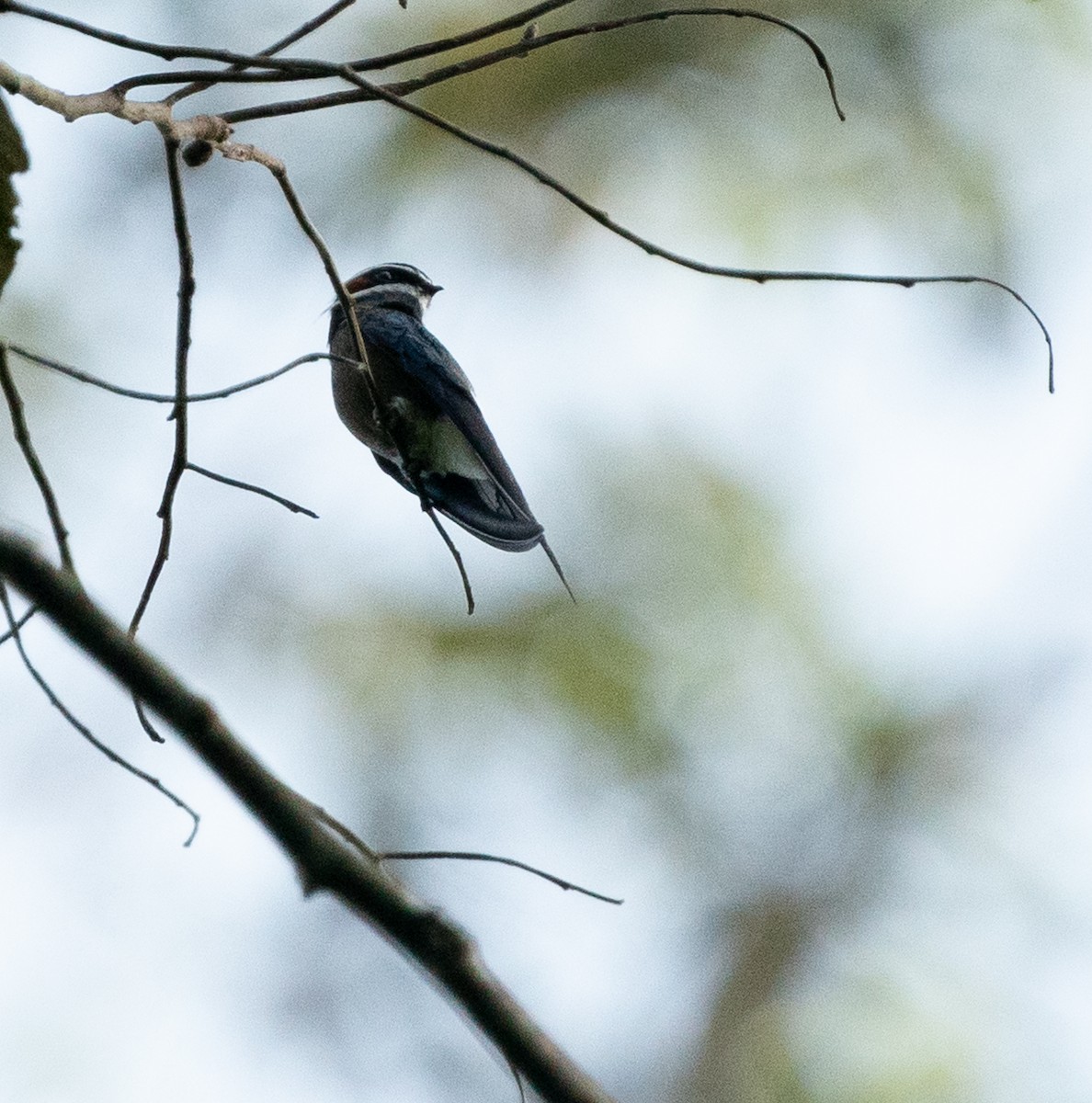 Whiskered Treeswift - Jake Gearty