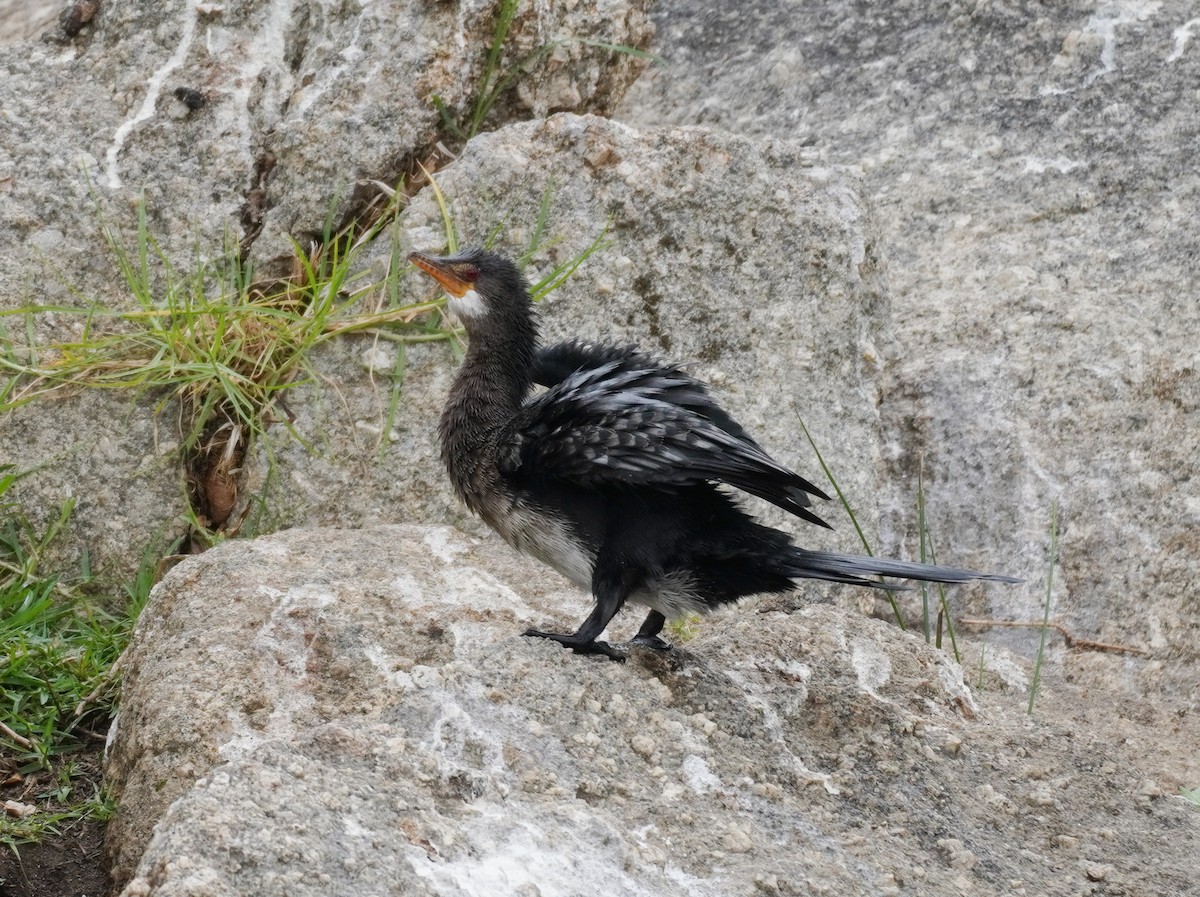 Long-tailed Cormorant - ML620221473