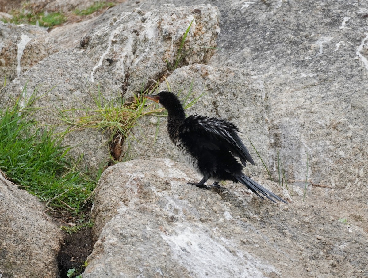Long-tailed Cormorant - Sarah Foote