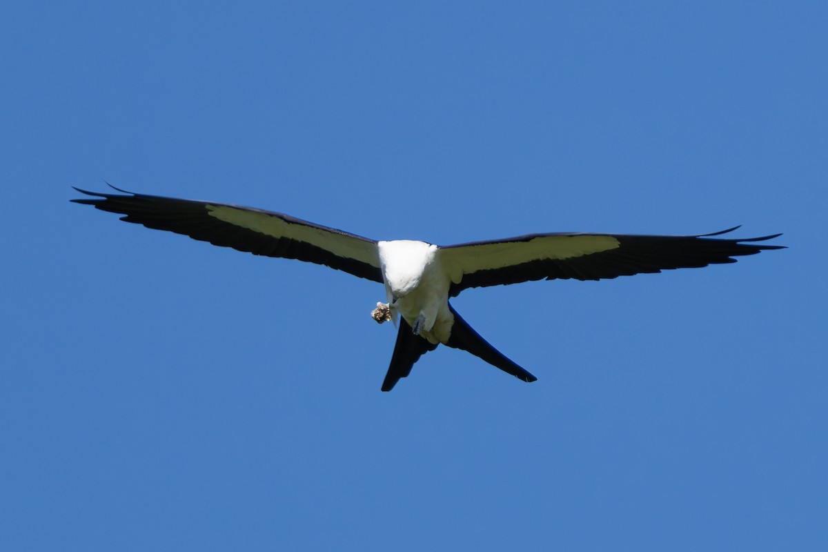 Swallow-tailed Kite - ML620221486