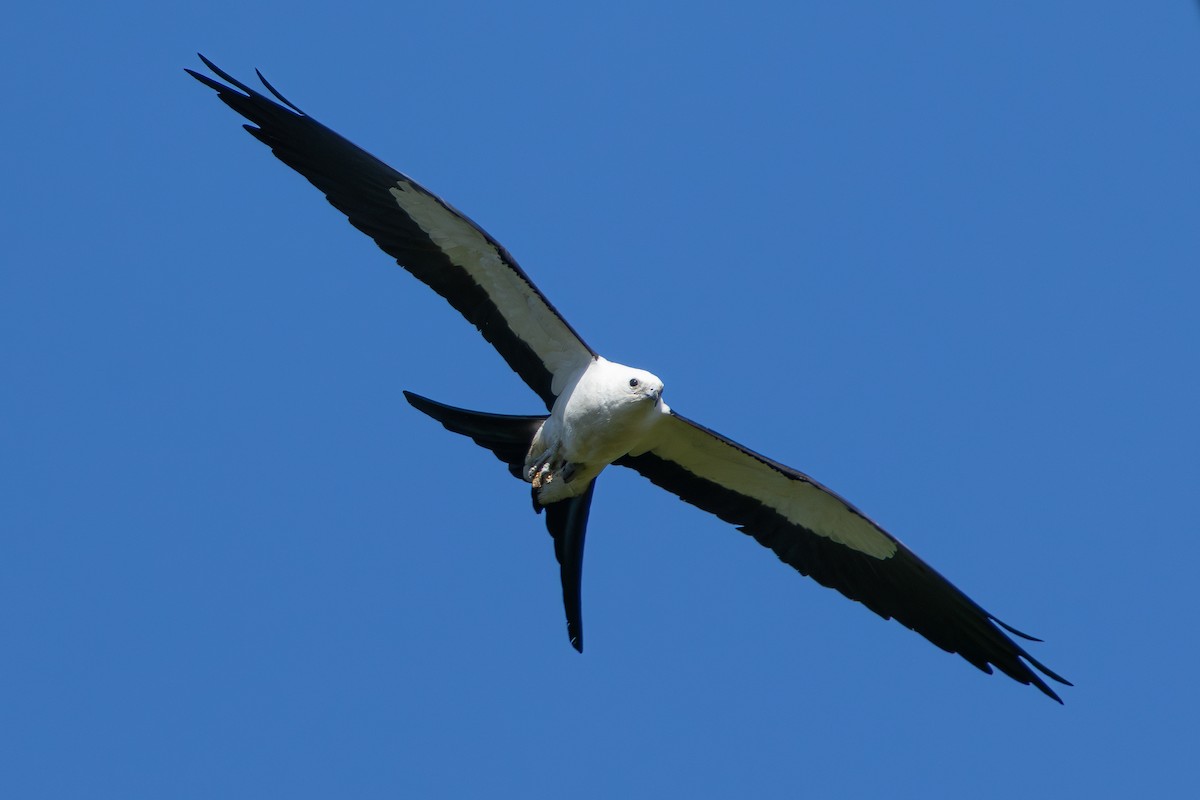 Swallow-tailed Kite - Ian Bell