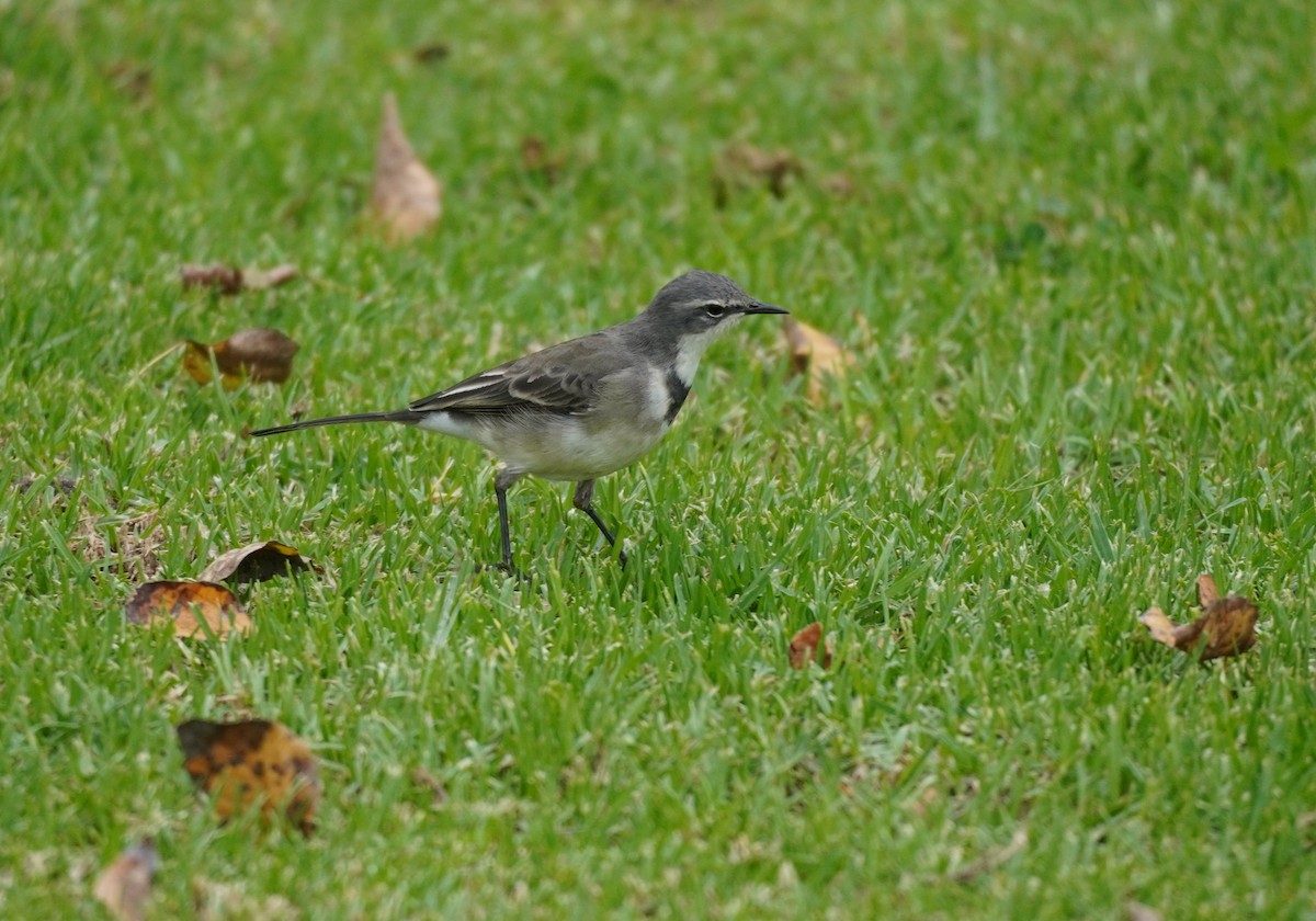 Cape Wagtail - ML620221496