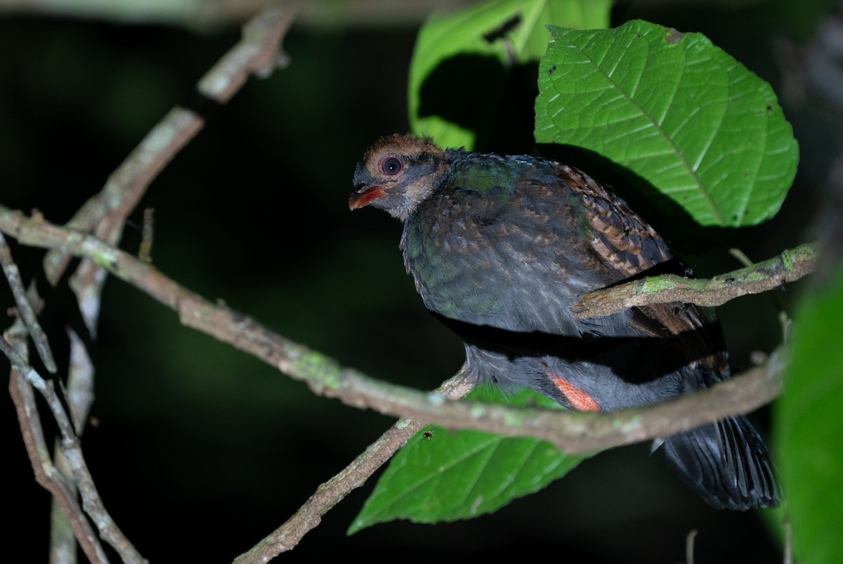 Crested Partridge - ML620221499