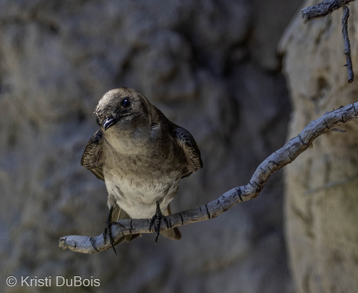 Northern Rough-winged Swallow - ML620221505