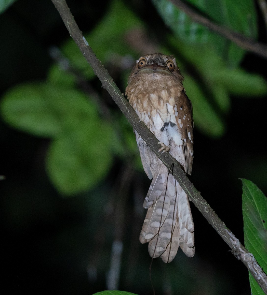 Gould's Frogmouth - ML620221506