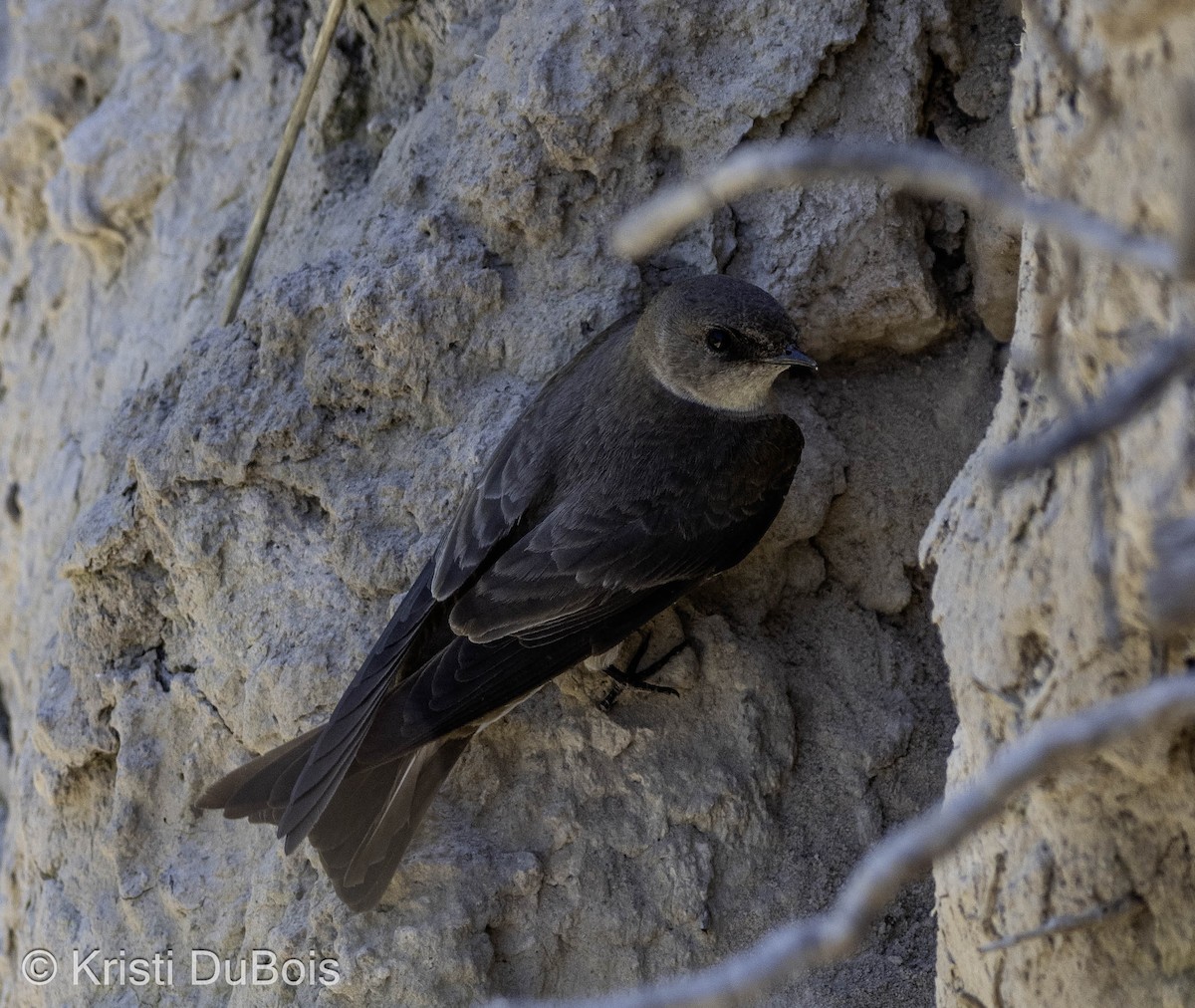 Northern Rough-winged Swallow - ML620221512
