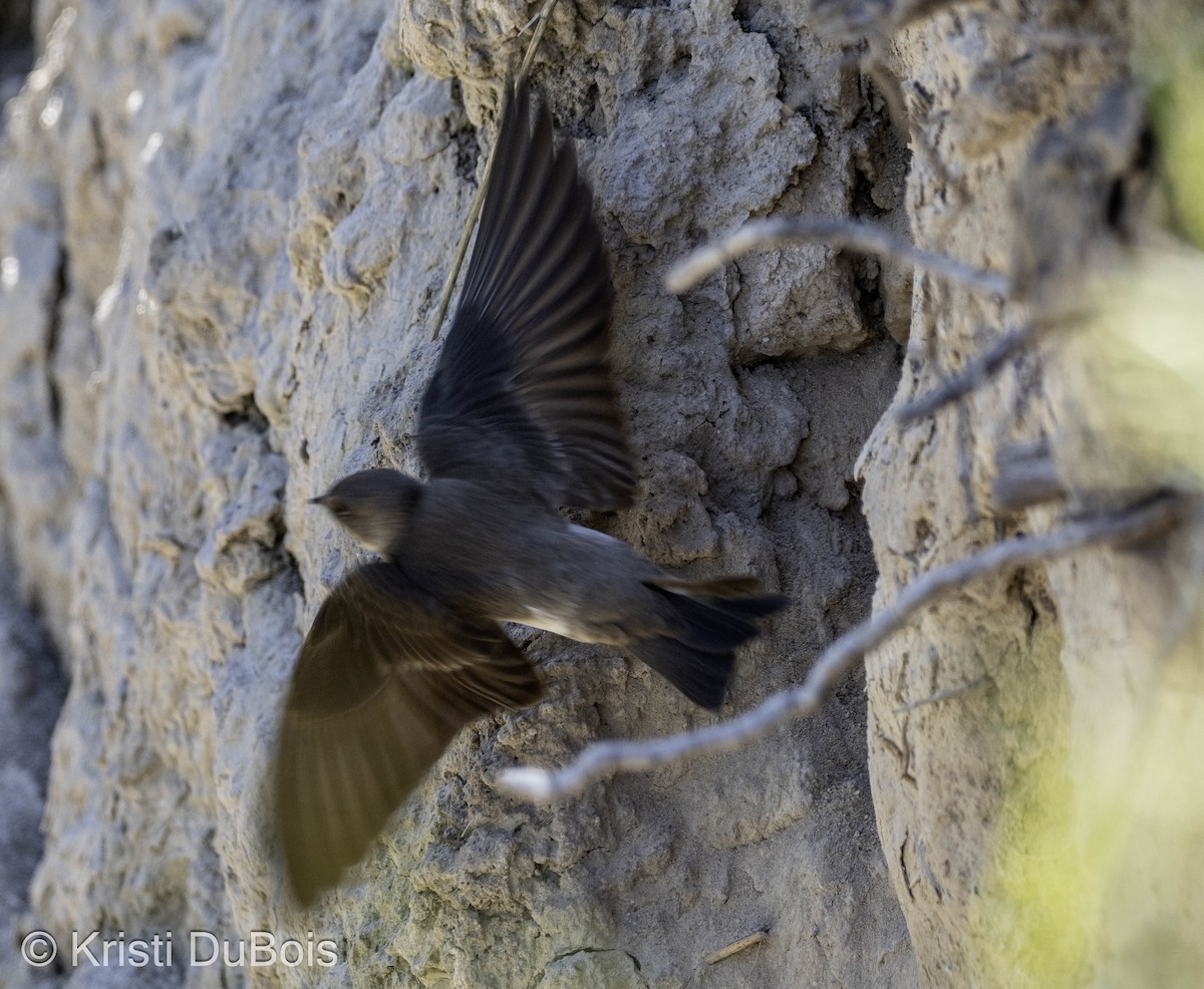 Northern Rough-winged Swallow - ML620221514