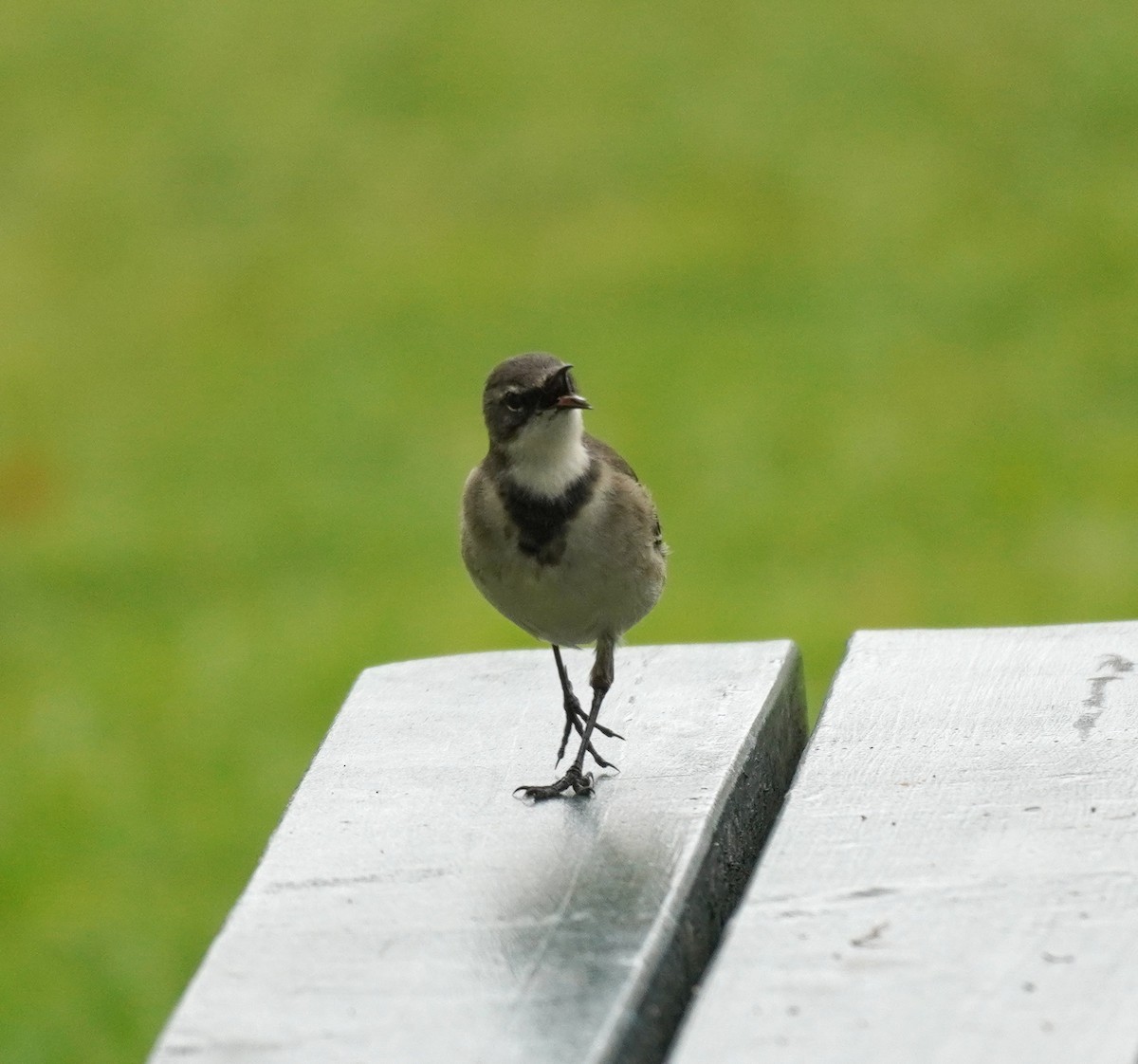 Cape Wagtail - ML620221517