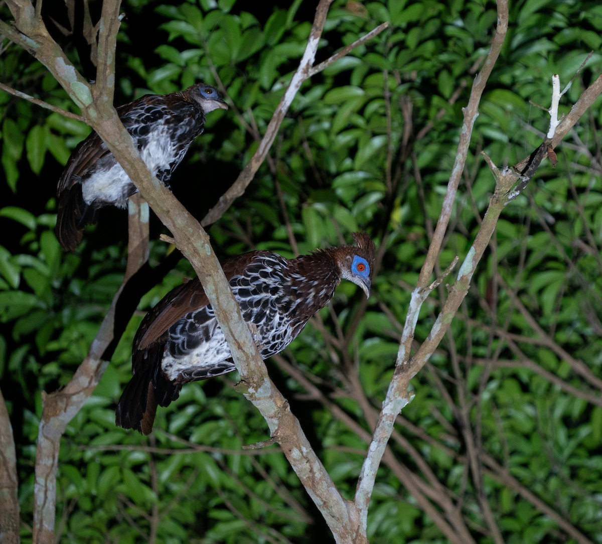 Malayan Crested Fireback - ML620221532