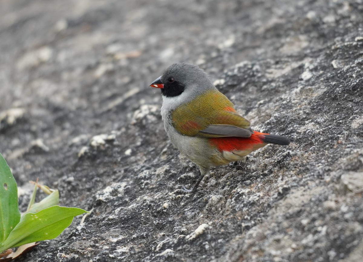 Swee Waxbill - ML620221539