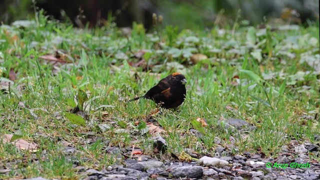 Gold-naped Finch - ML620221541