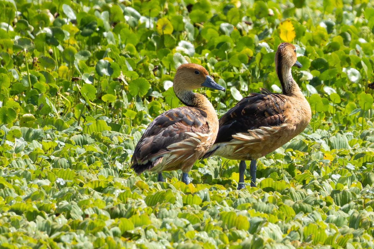 Fulvous Whistling-Duck - ML620221554