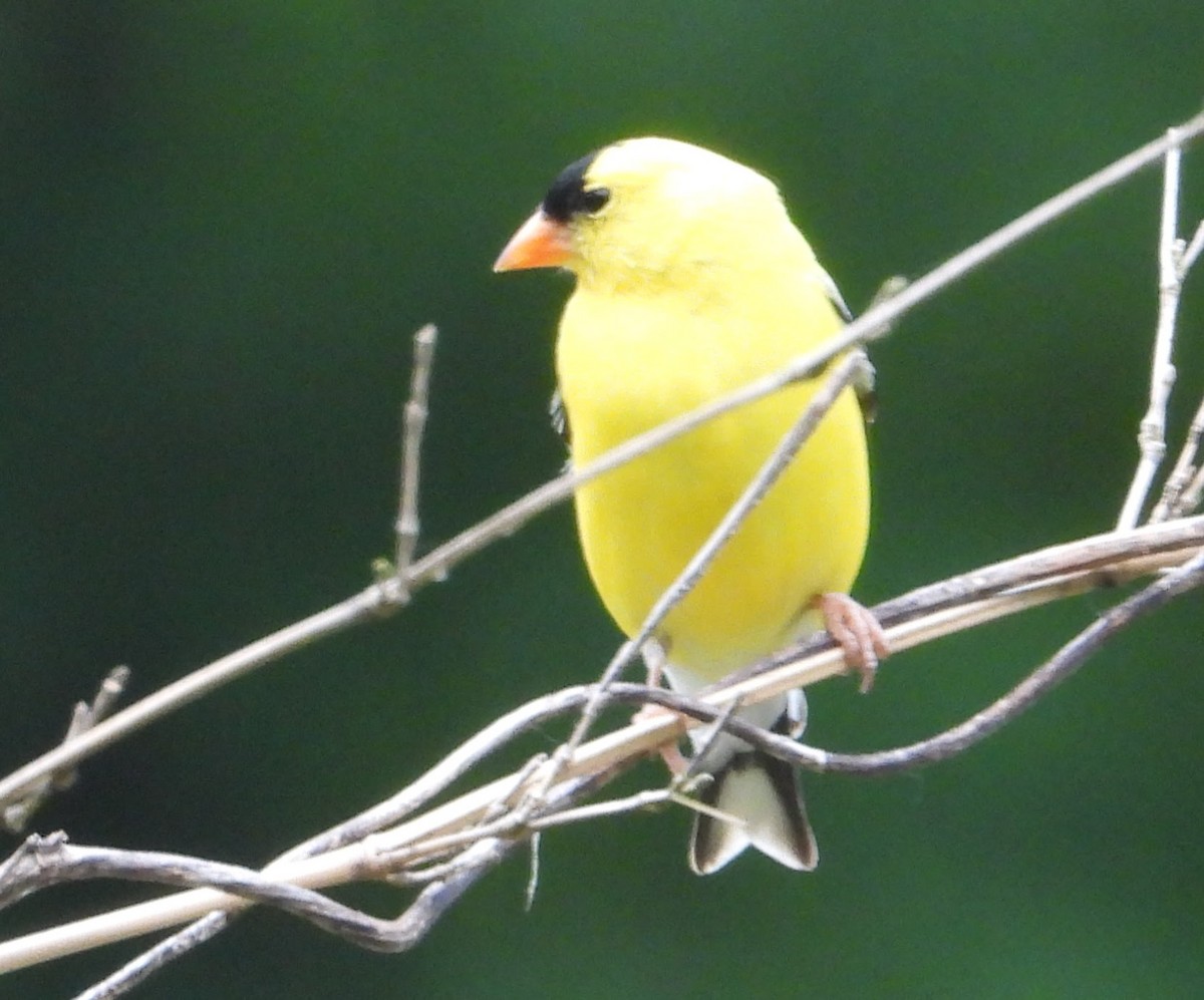 American Goldfinch - ML620221566