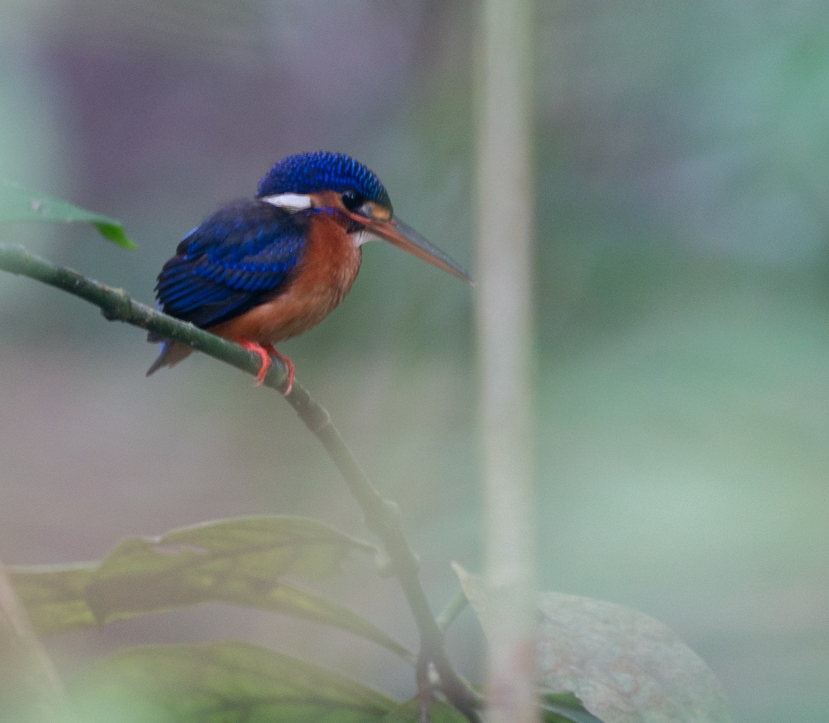Blue-eared Kingfisher - ML620221568