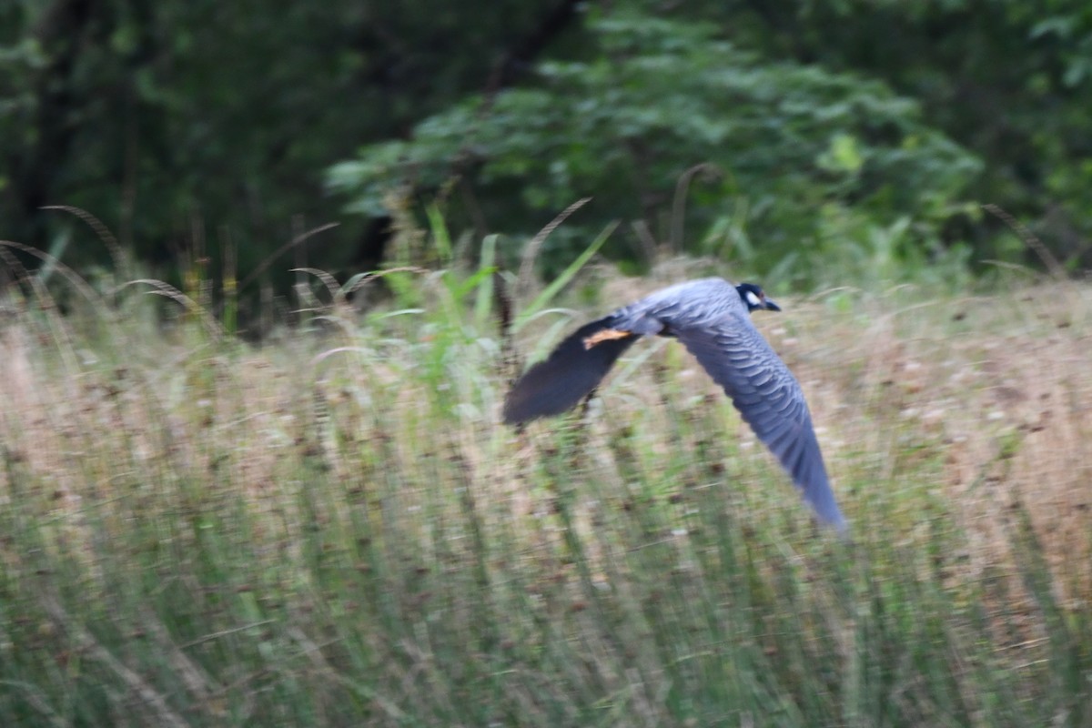 Yellow-crowned Night Heron - ML620221575