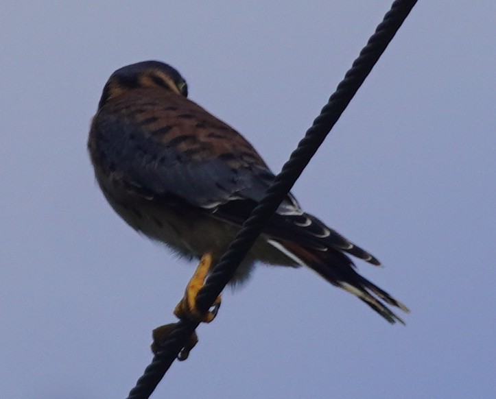 American Kestrel - ML620221578