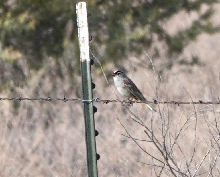 White-crowned Sparrow (Dark-lored) - ML620221580