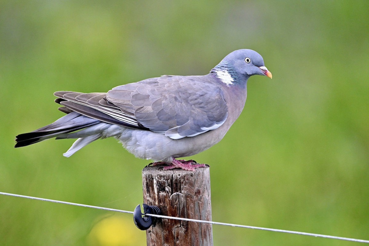 Common Wood-Pigeon (White-necked) - ML620221592