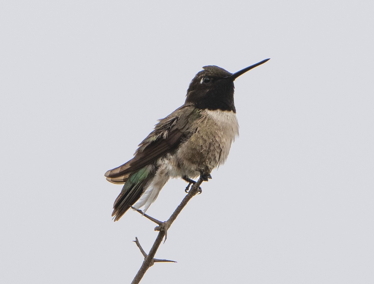 Black-chinned Hummingbird - ML620221596