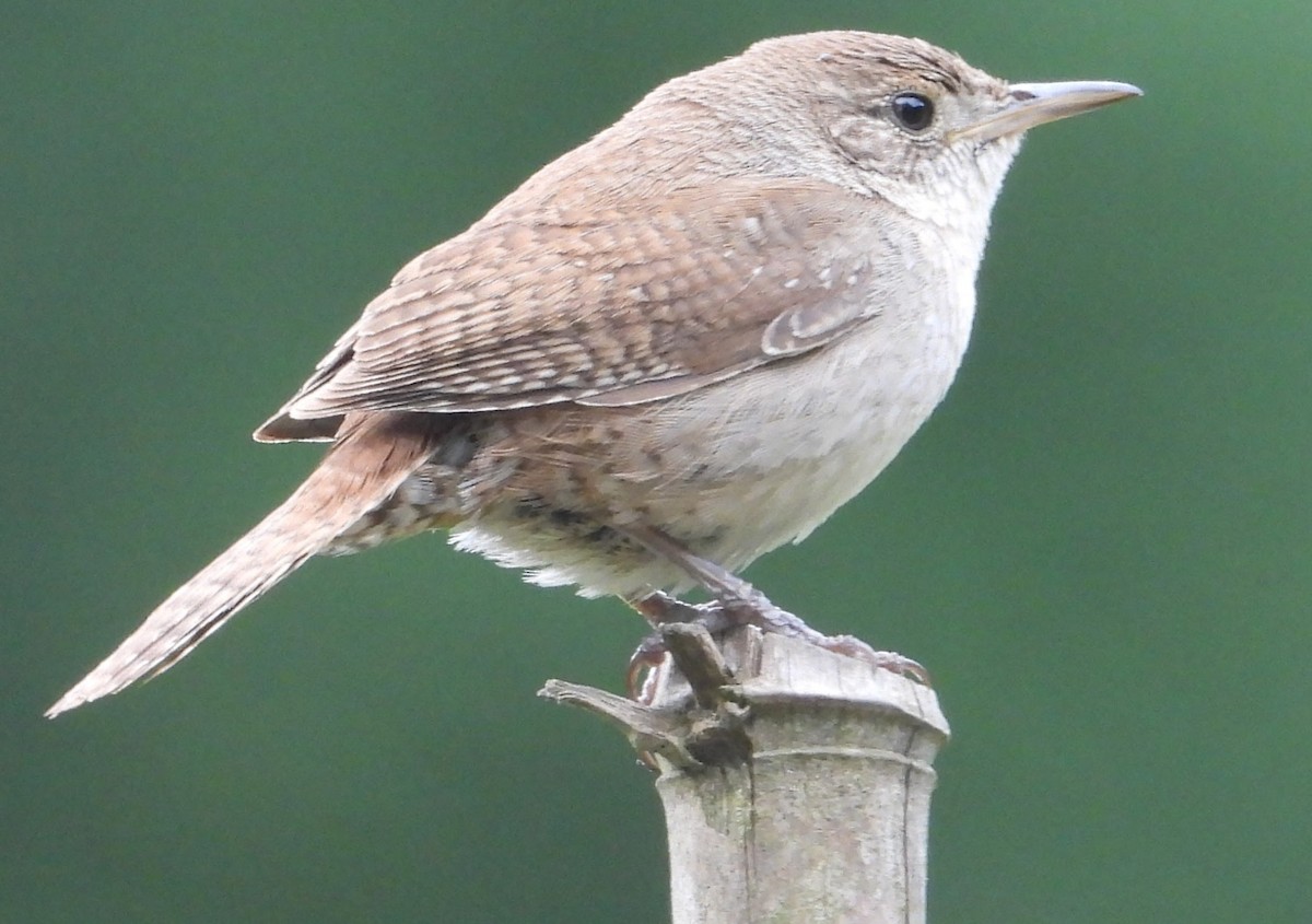 House Wren - ML620221600