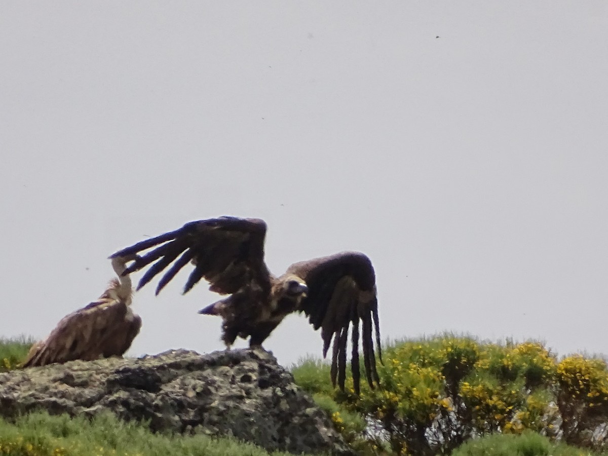 Cinereous Vulture - ML620221614