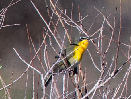 Yellow-breasted Chat - ML620221617