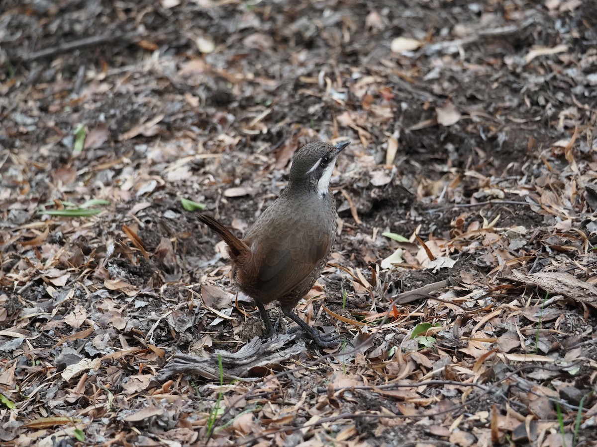 Weißbarttapaculo - ML620221621