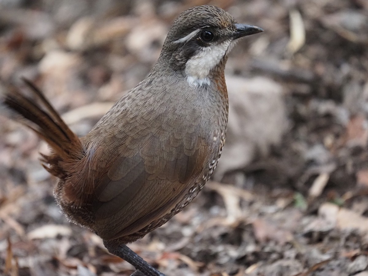 Weißbarttapaculo - ML620221622