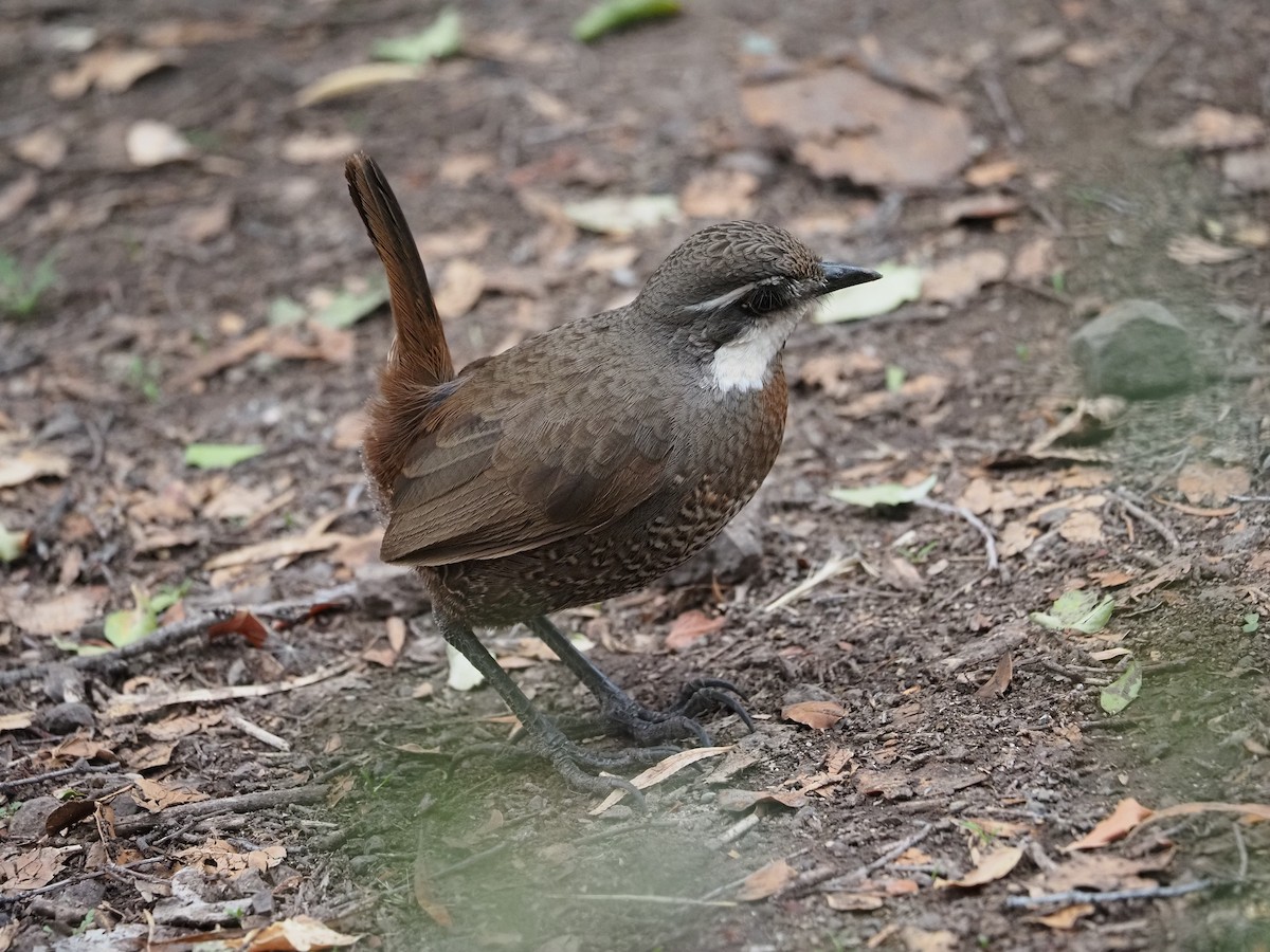 Weißbarttapaculo - ML620221624