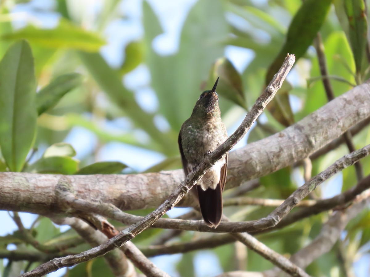 kolibřík dřišťálový - ML620221638