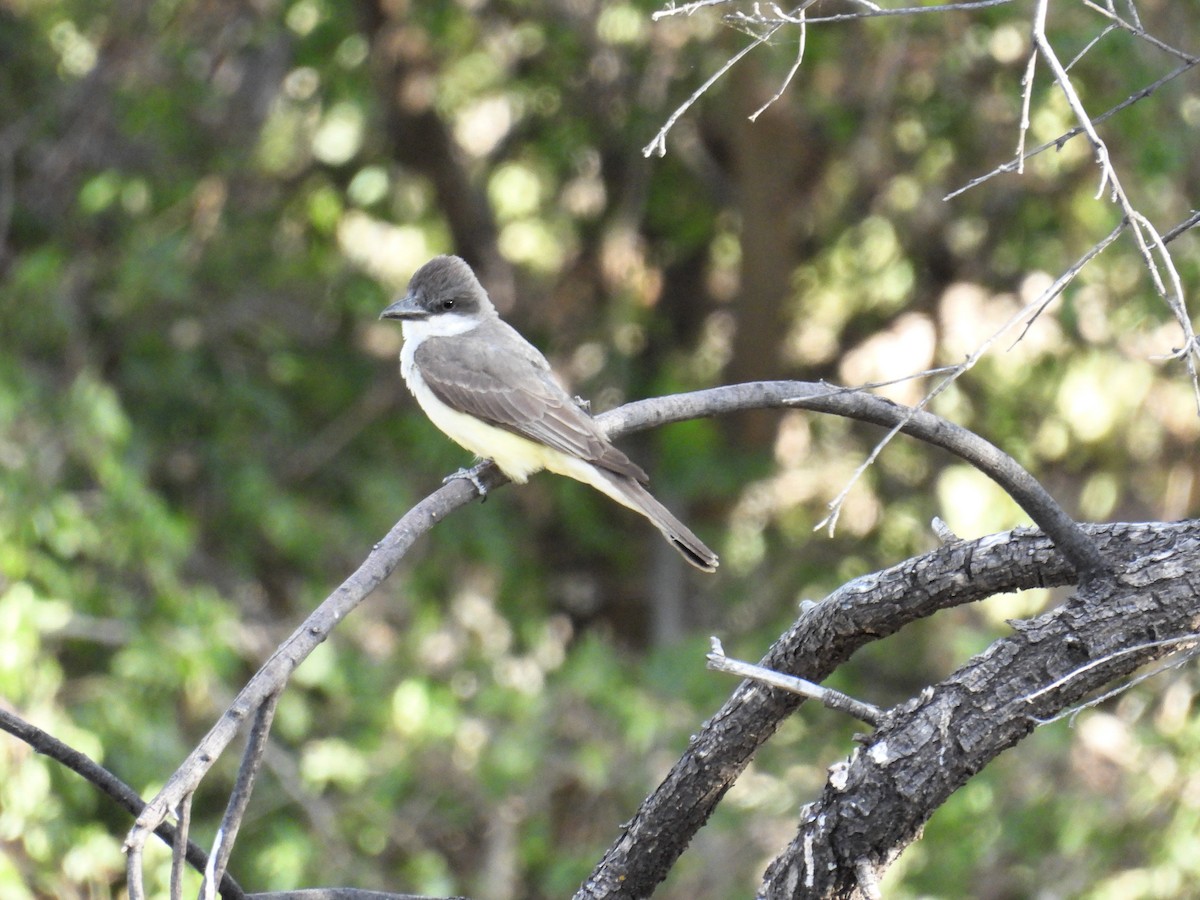 Thick-billed Kingbird - ML620221641