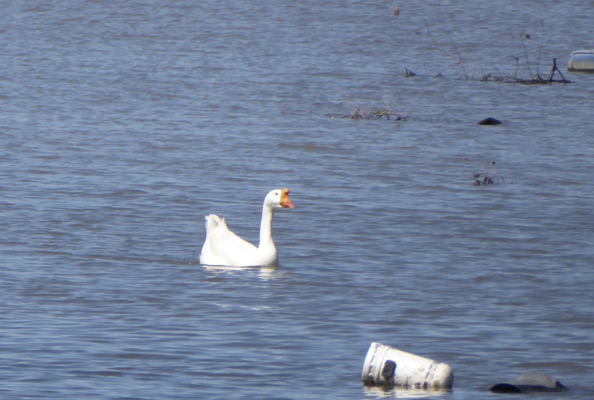 Swan Goose (Domestic type) - ML620221646