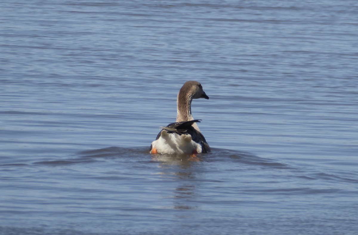 Swan Goose (Domestic type) - ML620221647