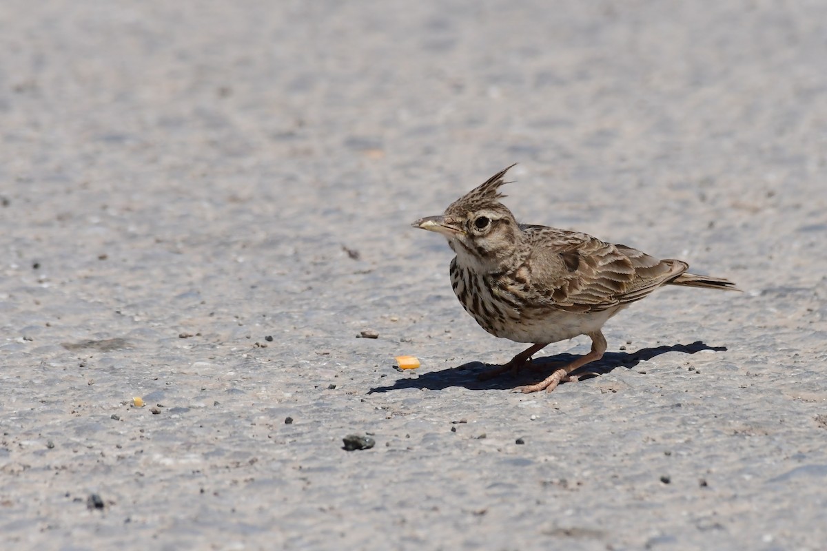 Crested Lark - ML620221649