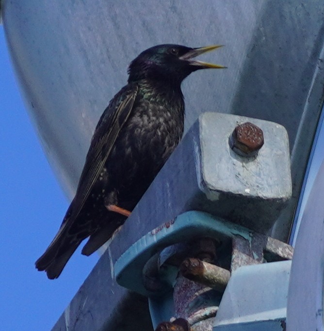 European Starling - ML620221654