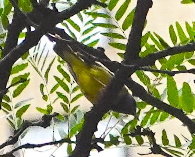 Mourning Warbler - ML620221657