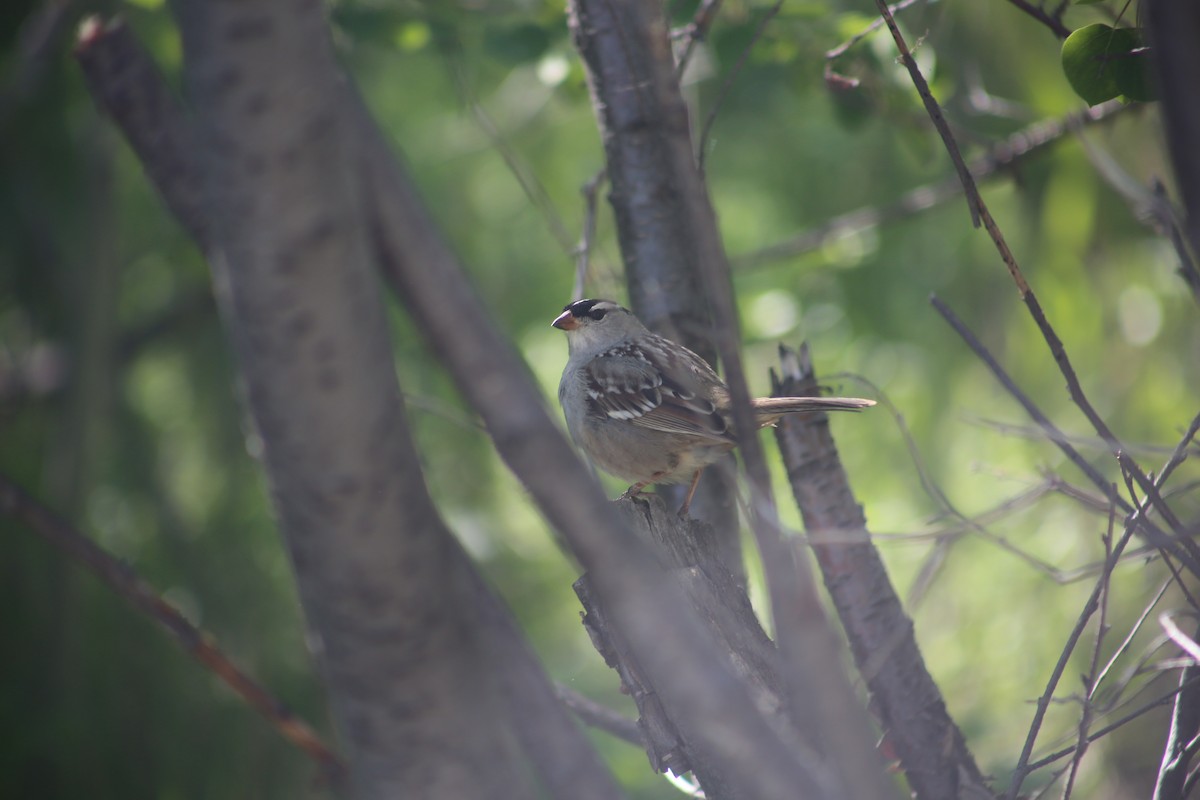 White-crowned Sparrow - ML620221659