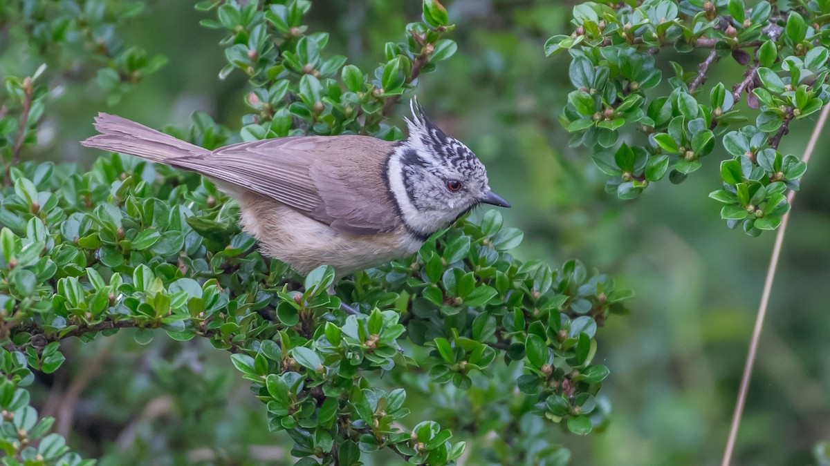 Crested Tit - ML620221663