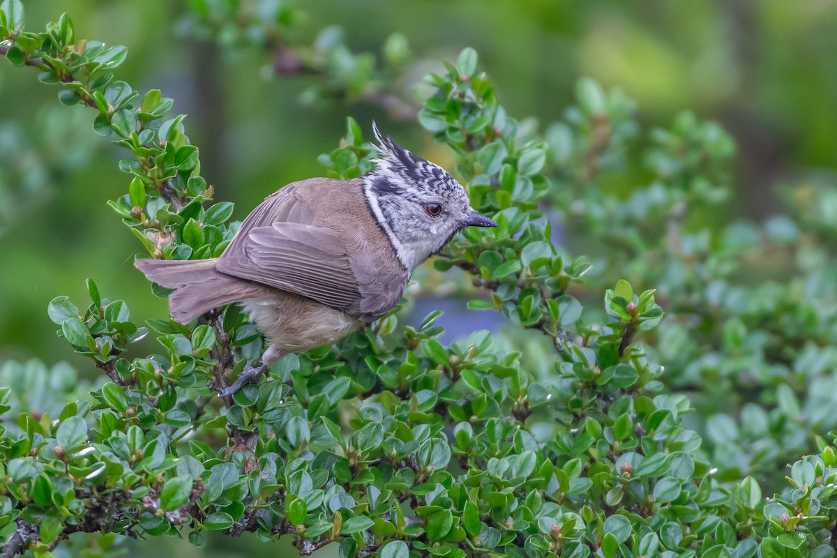 Crested Tit - ML620221664