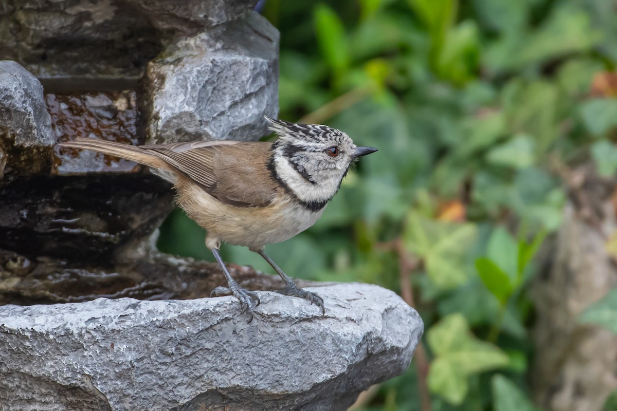 Crested Tit - ML620221665