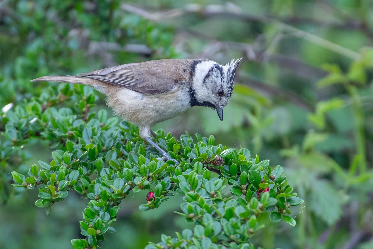 Crested Tit - ML620221666