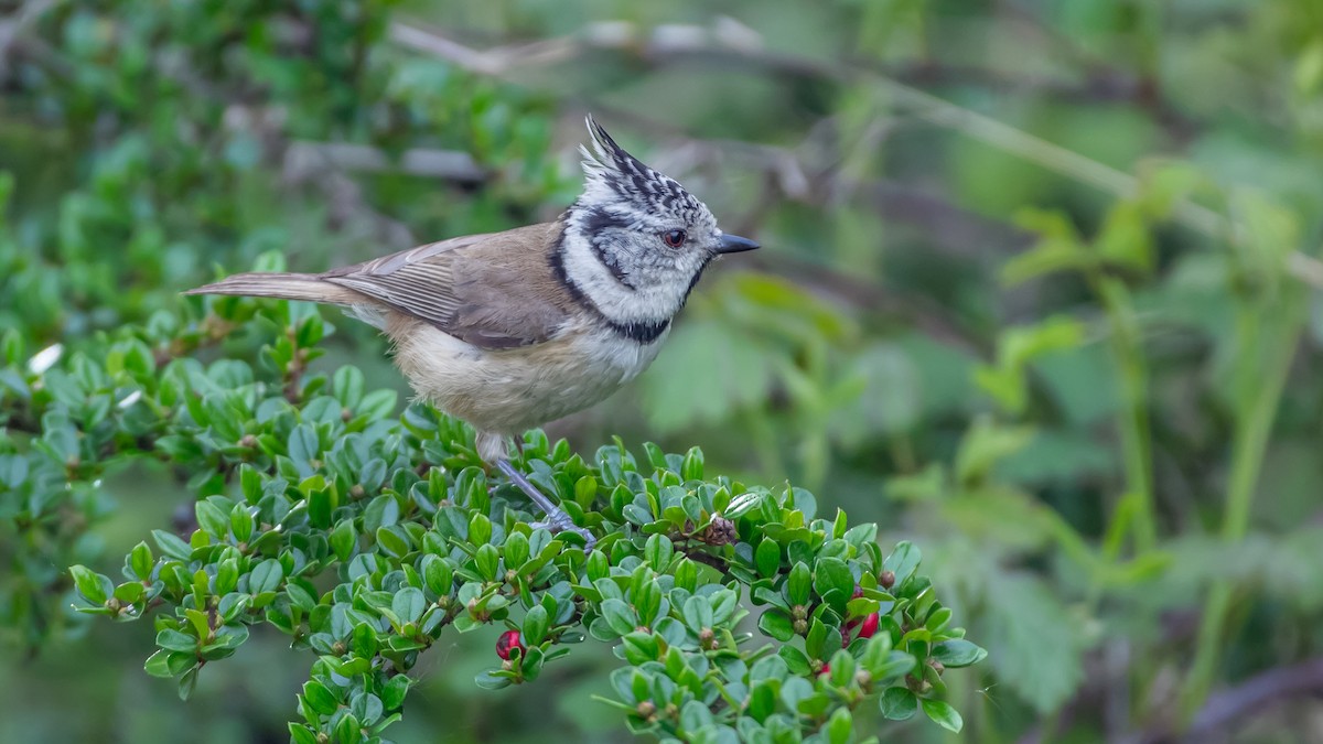 Crested Tit - ML620221667