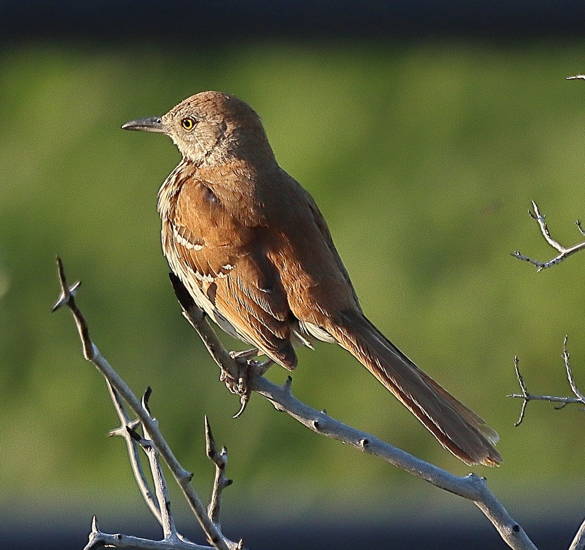 Brown Thrasher - ML620221670