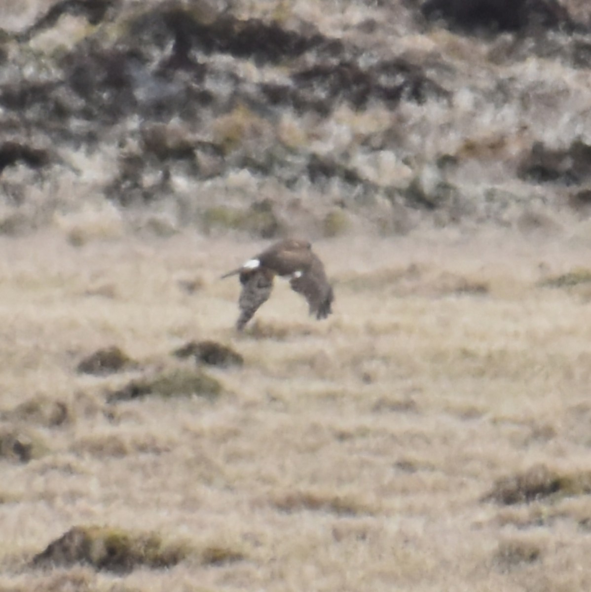 Northern Harrier - Joe Cleaves