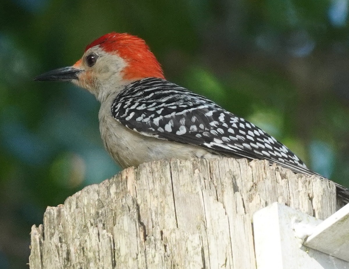 Red-bellied Woodpecker - ML620221681