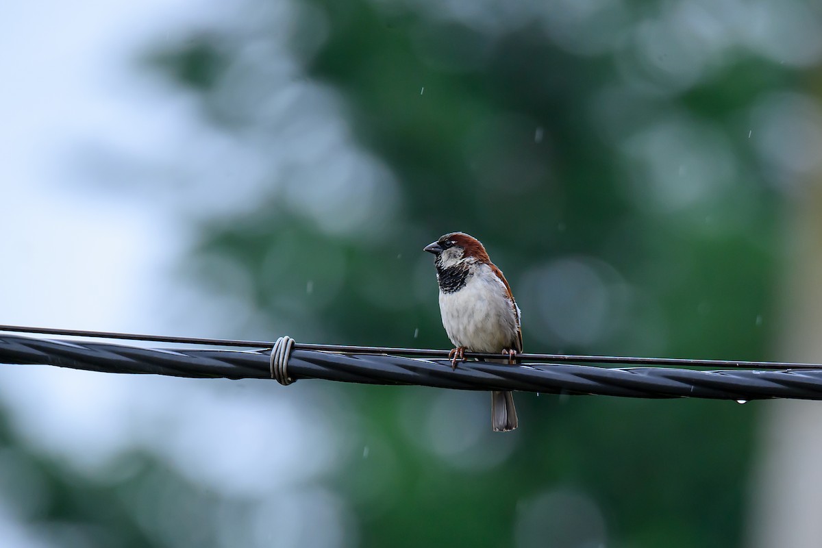 Eurasian Tree Sparrow - ML620221684
