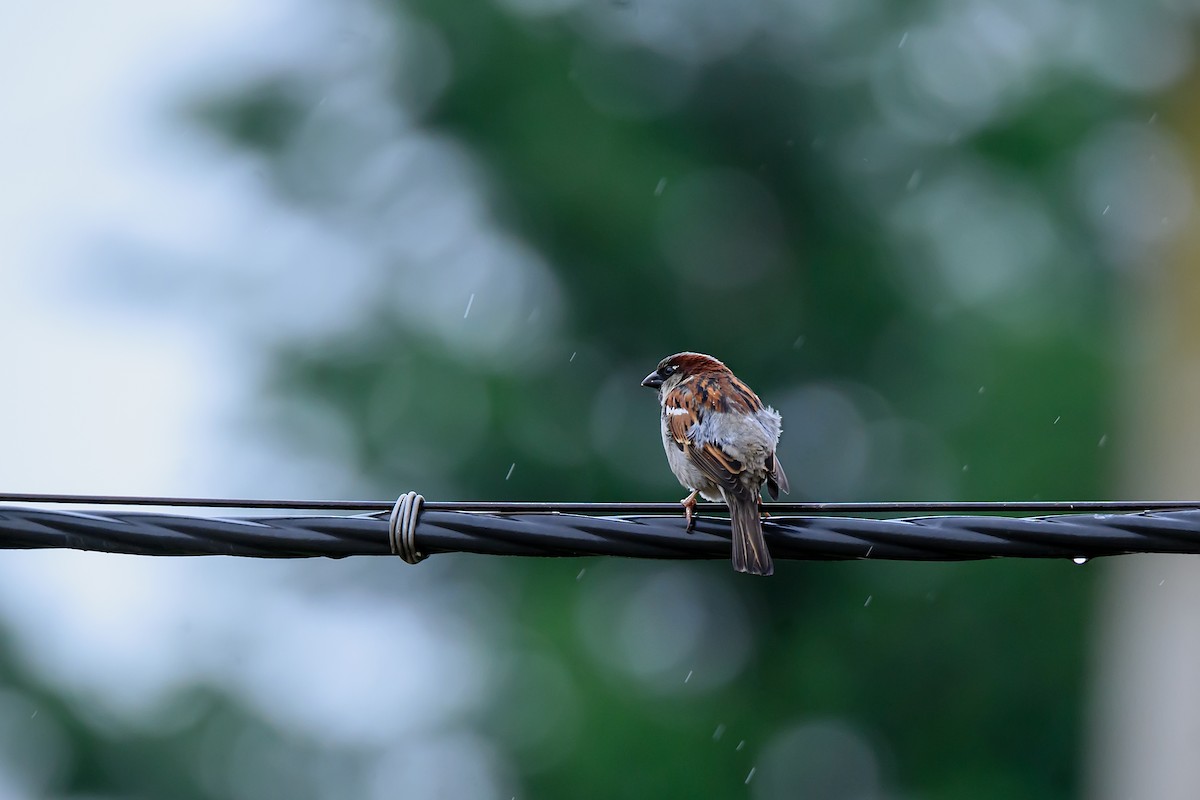 Eurasian Tree Sparrow - ML620221685
