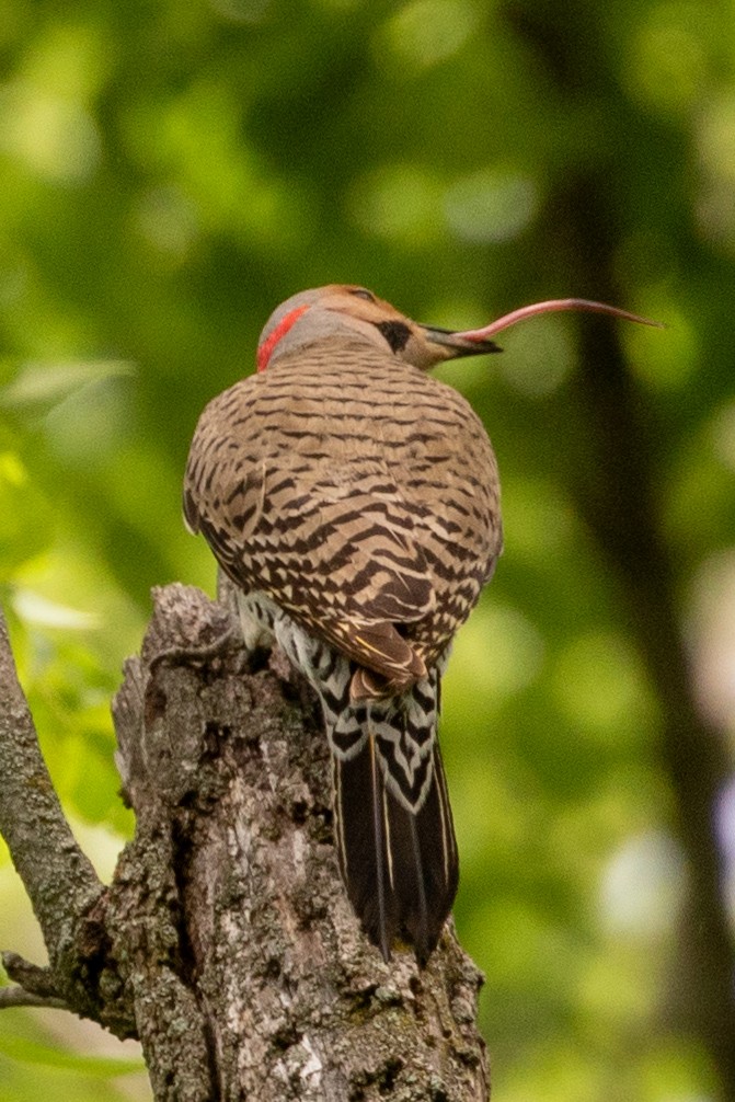 Northern Flicker - ML620221686