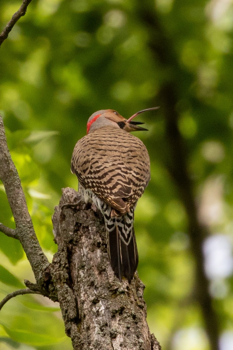 Northern Flicker - ML620221687