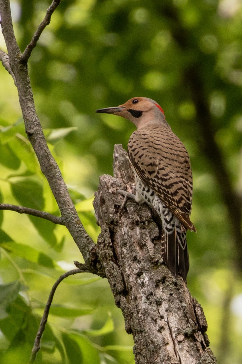 Northern Flicker - ML620221688